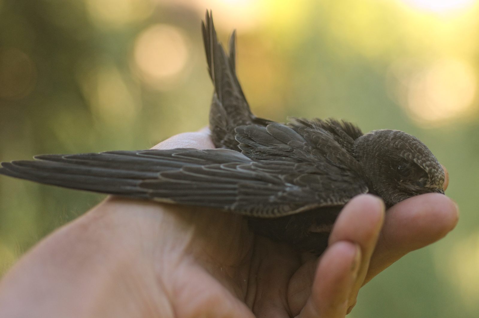 35 days with a haircut. - My, Birds, Black Swift, Apus apus, Chick, The photo, Feeding, Longpost