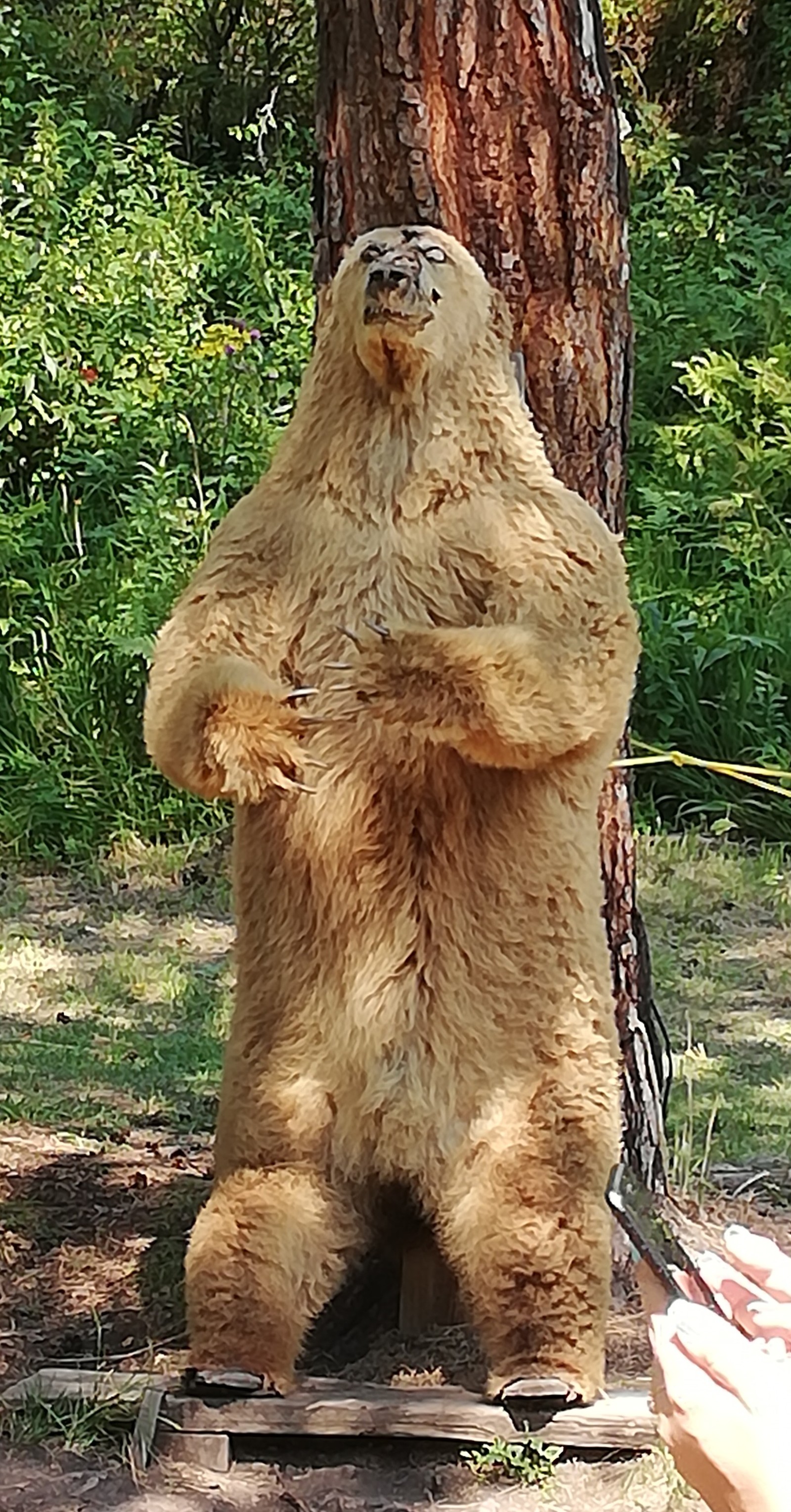 Superfine Taxidermy - My, The nature of Russia, Scarecrow, Longpost