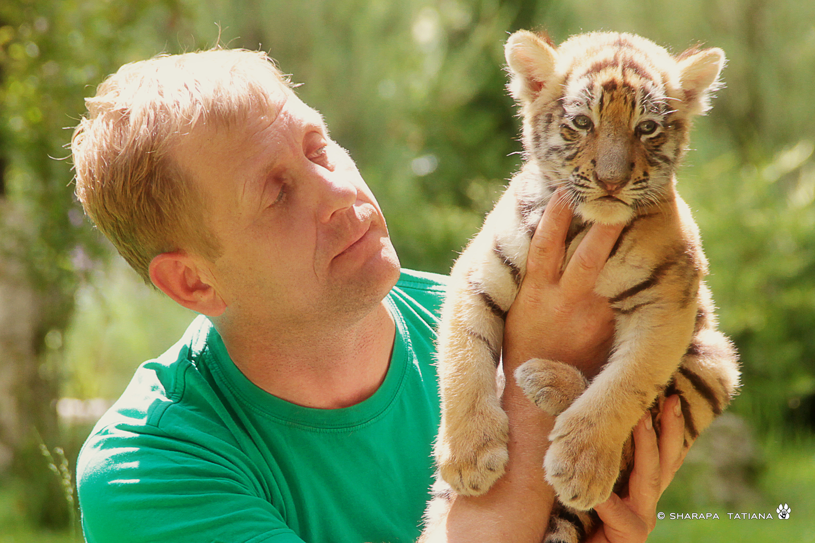 Taigan community - ZOO - My, a lion, Tiger, Animals, , Crimea, Zoo, cat, Big cats