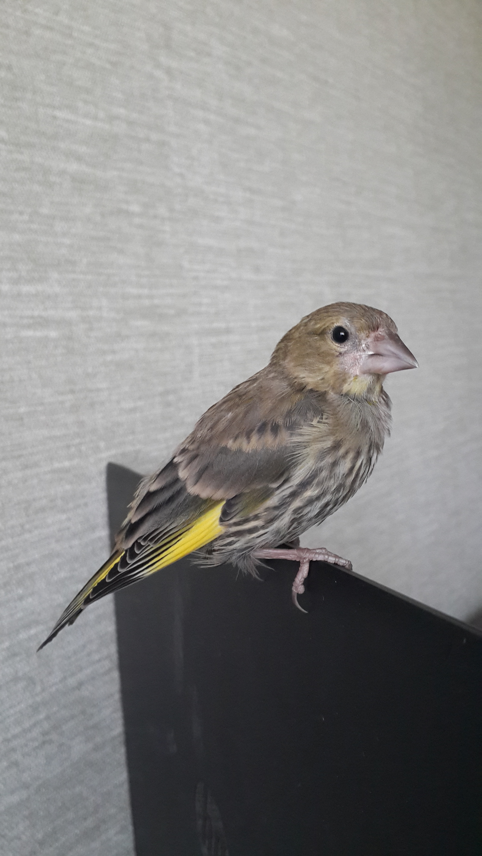 The chick has grown up - My, Chick, Greenfinch, Pet, Longpost, Pets