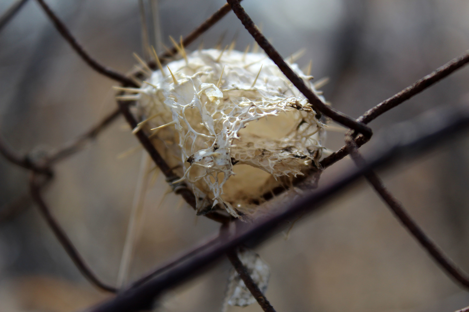 Imprisonment - My, Lattice, Nature, The photo