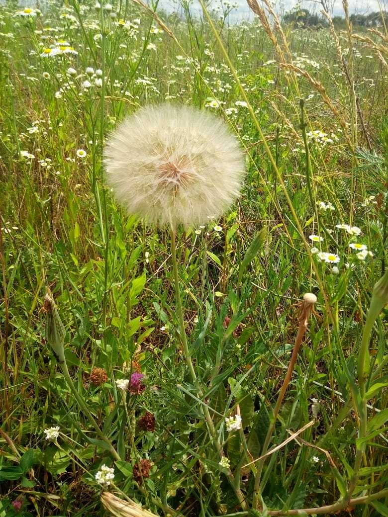 Summer - My, Summer, Grass, Longpost