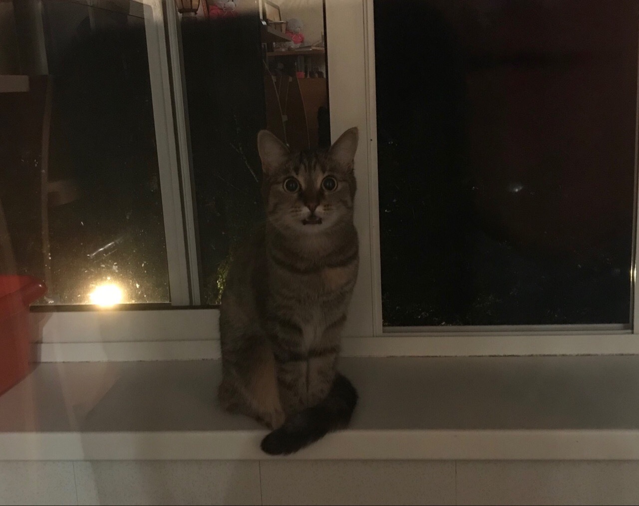 Are you there, by any chance, aren't you? - My, cat, Balcony, The photo