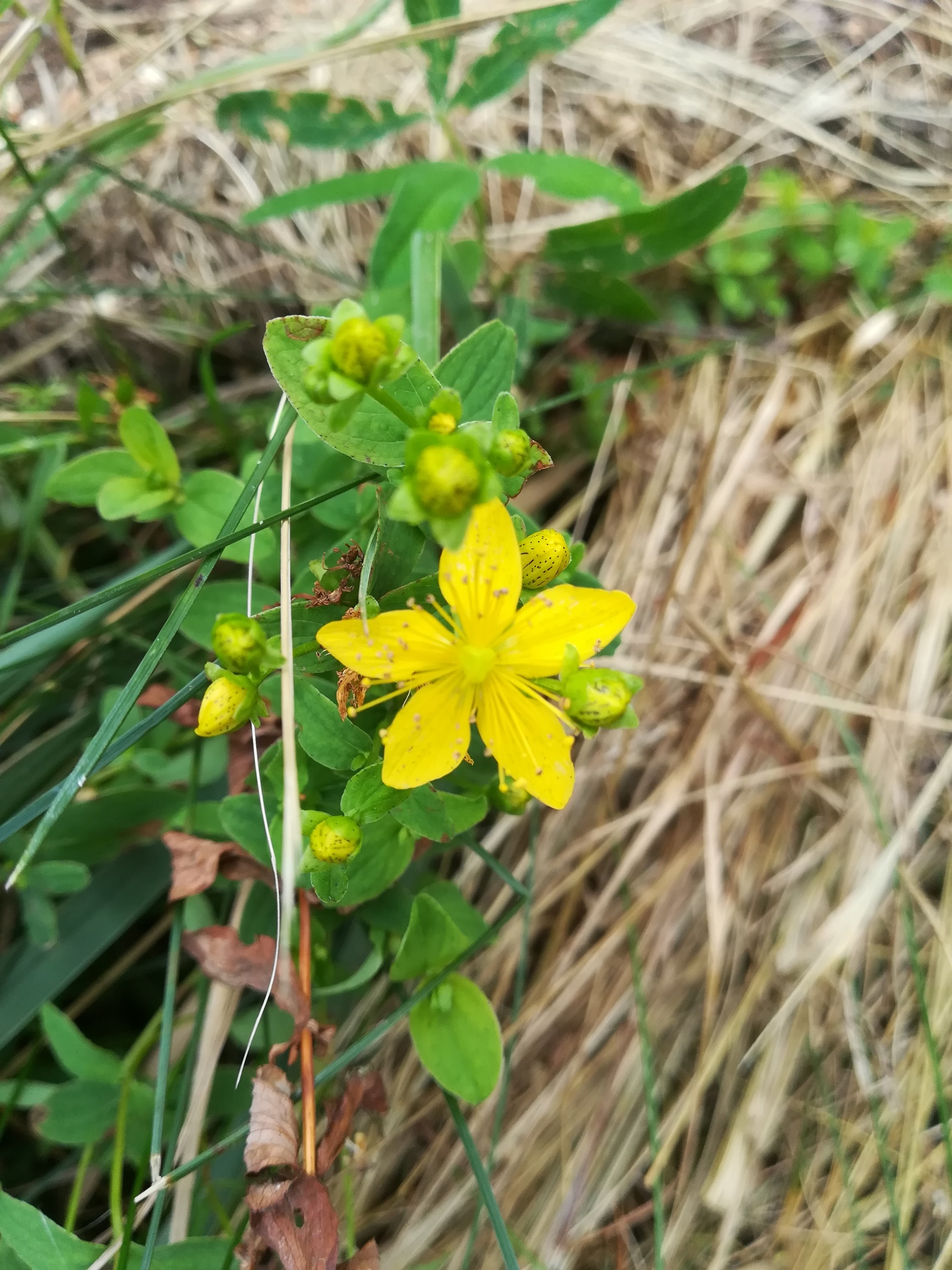 Photo from the walk - My, The photo, Nature, Flowers, Longpost