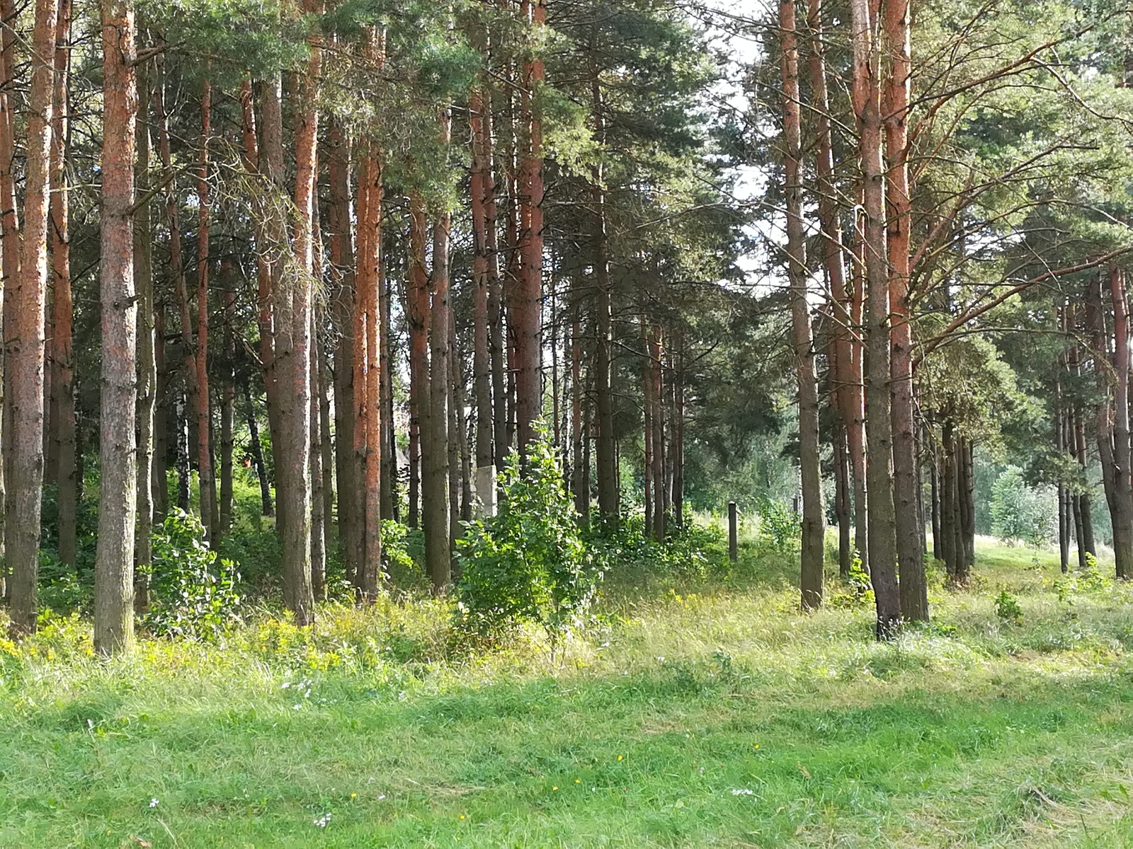 Photo from the walk - My, The photo, Nature, Flowers, Longpost