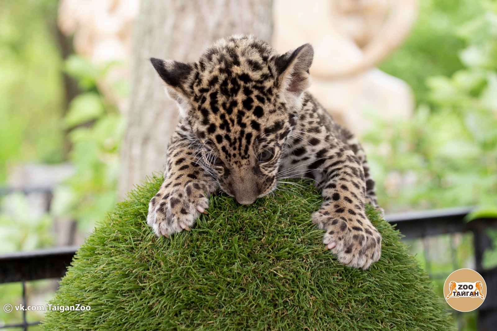 Jaguar named Hedgehog. Taigan Lion Park. - My, , Crimea, Zoo, Jaguar, Big cats, Taigan Lions Park, Animals, Longpost