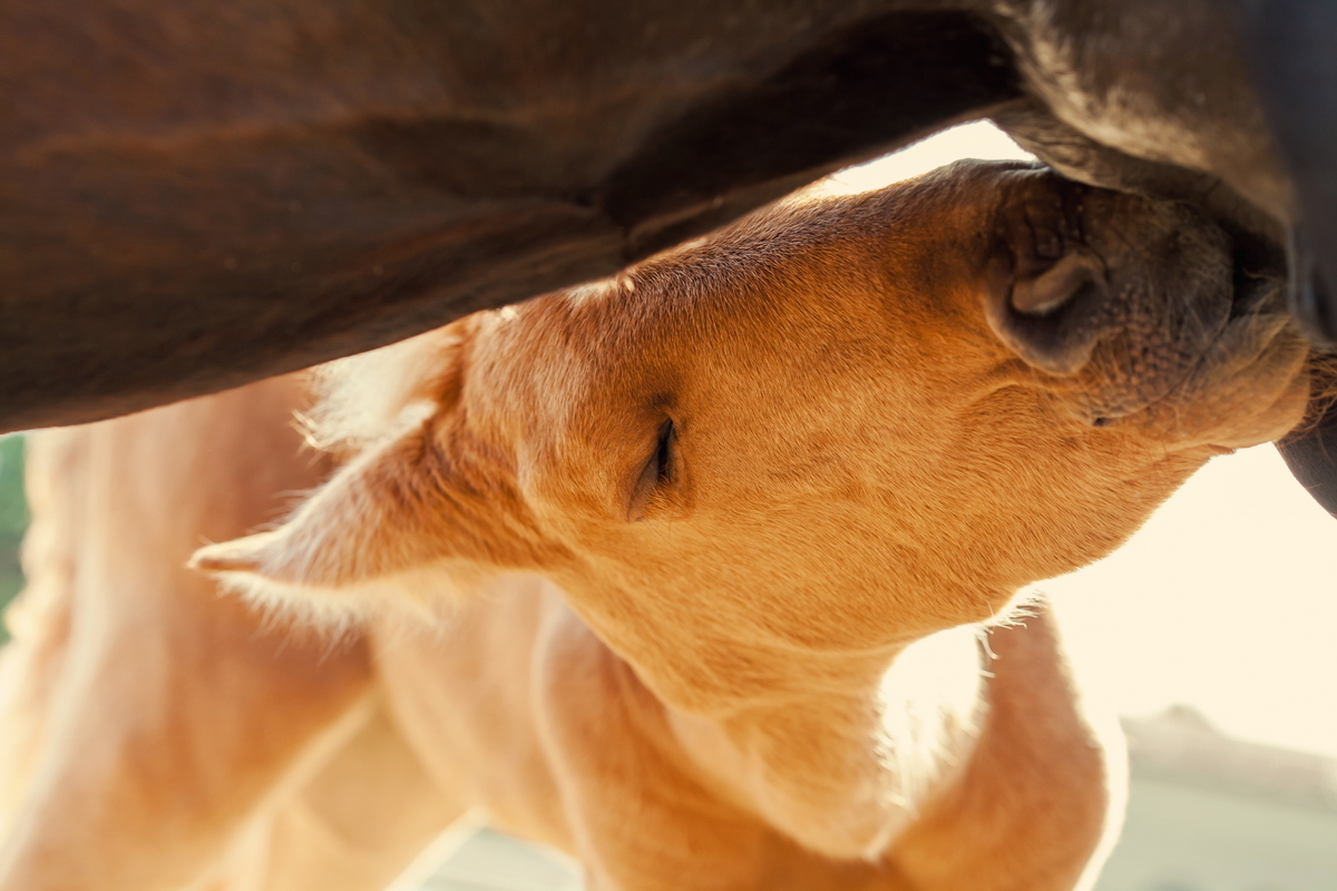 Lunch time :3 - My, Horses, Foal, Horses, Animals, Longpost