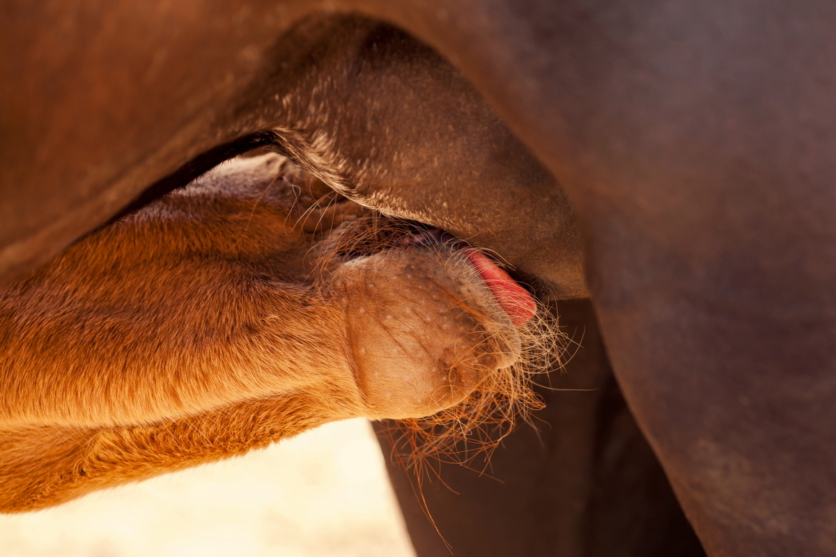 Lunch time :3 - My, Horses, Foal, Horses, Animals, Longpost