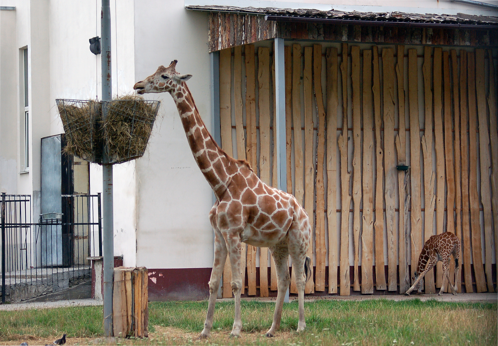 Kaliningrad Zoo - My, Kaliningrad, Zoo, Animals, Longpost