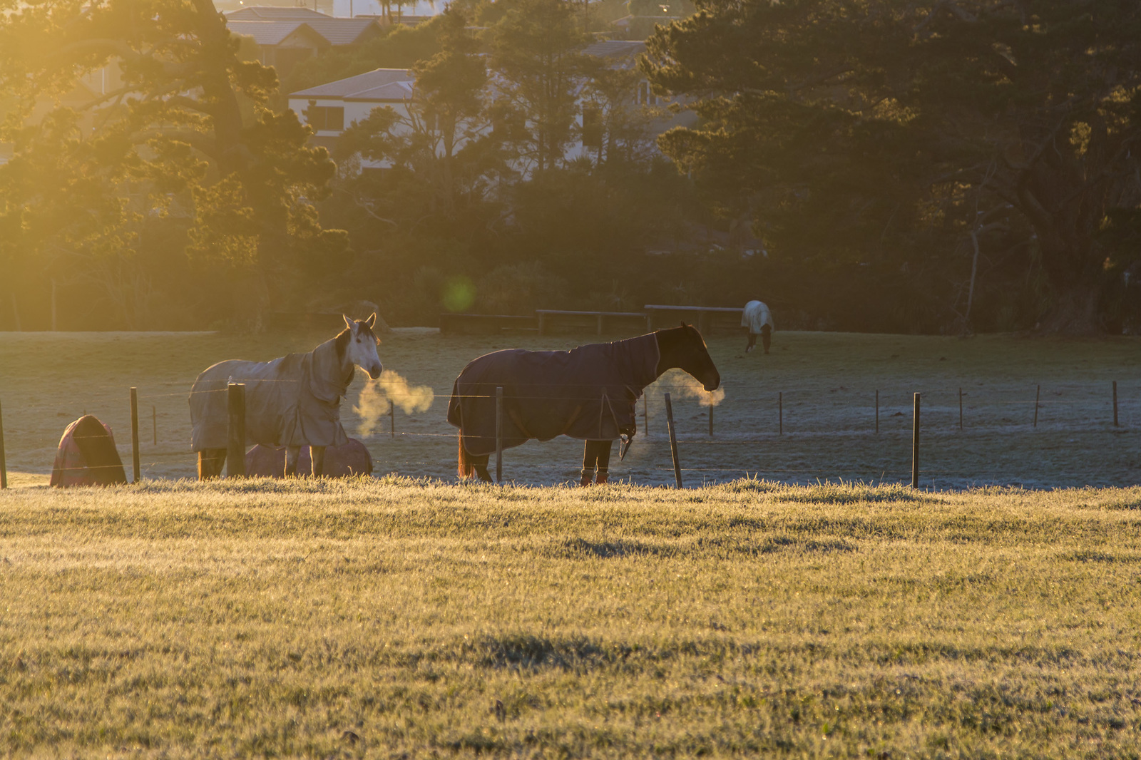 Cold morning - My, New Zealand, Morning, Horses, Frost