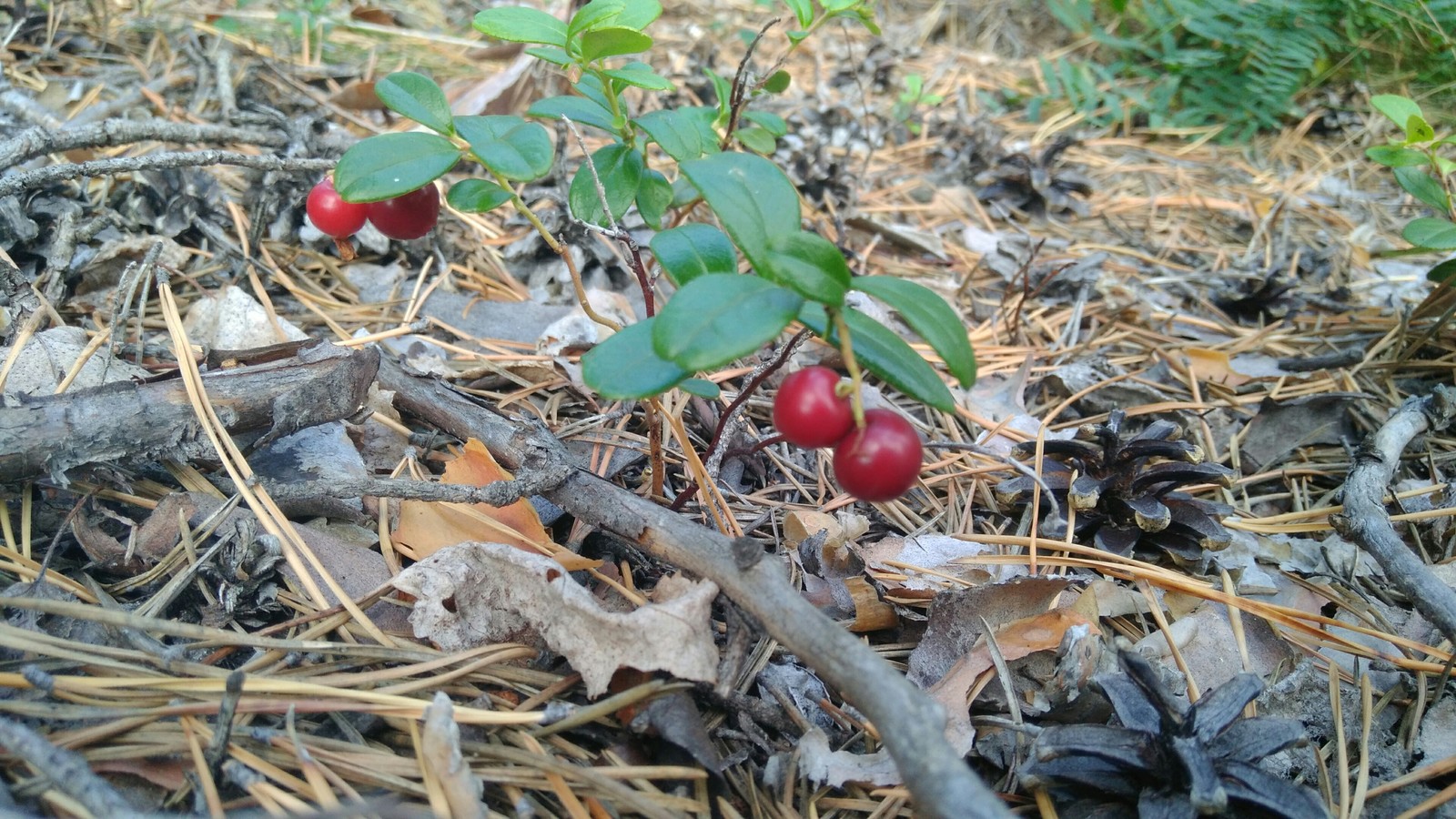 Went mushrooming - My, Mushrooms, Forest, Longpost