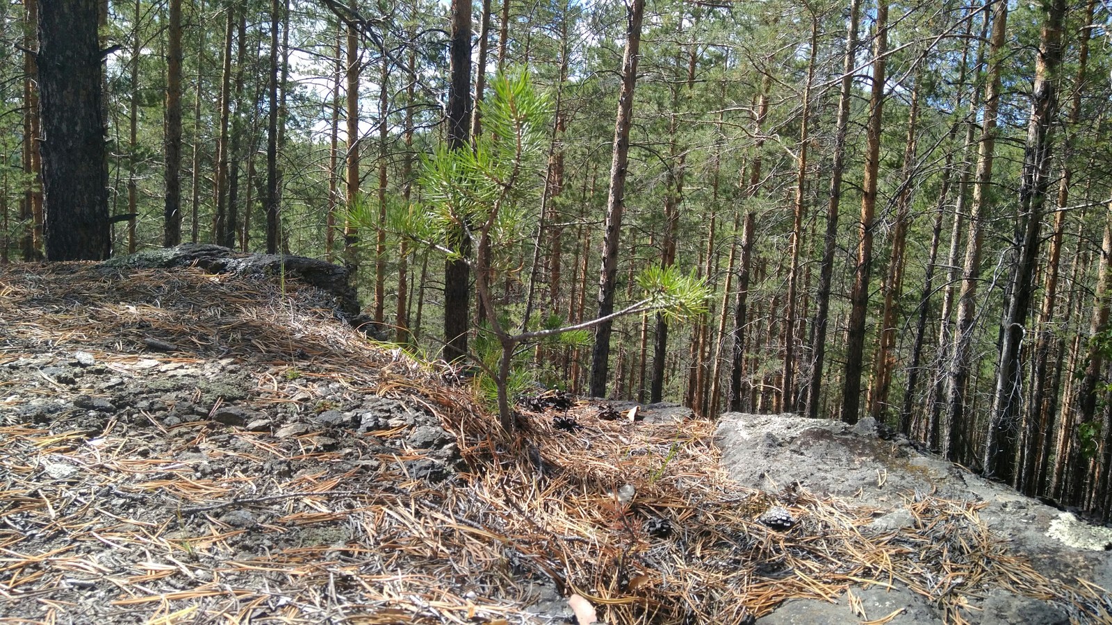 Went mushrooming - My, Mushrooms, Forest, Longpost