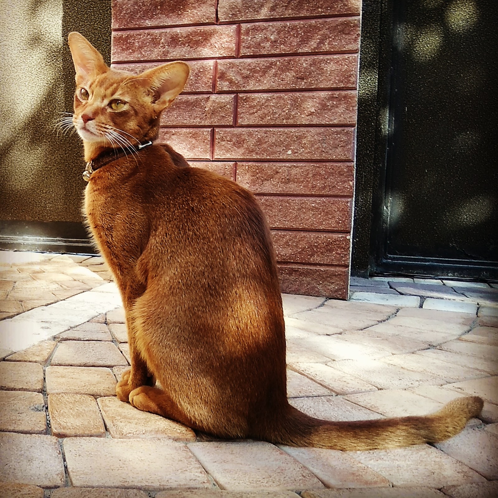 Crimean cat - My, cat, Crimea, Rybachye, Animals