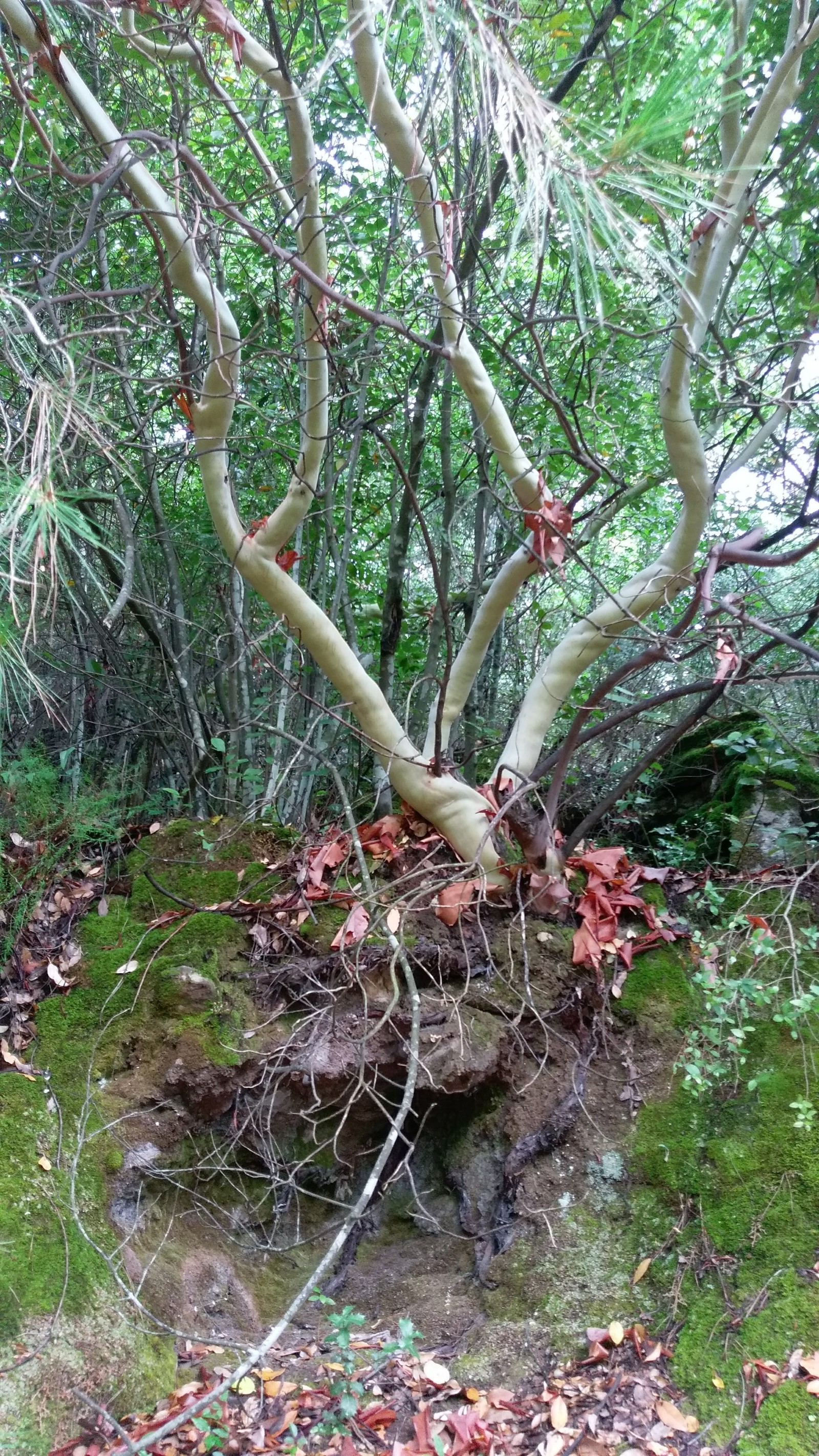 bare tree - My, Tree, The photo