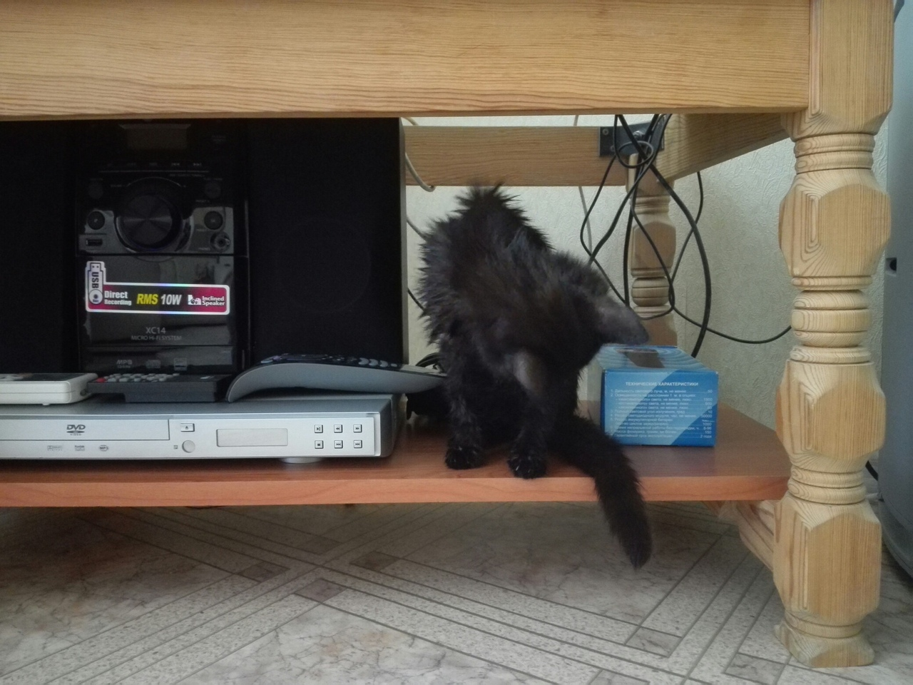 Tyumen, the kitten is urgently looking for a home or at least overexposure! - My, Help, Helping animals, In good hands, Animals, Tyumen, Longpost, No rating, cat