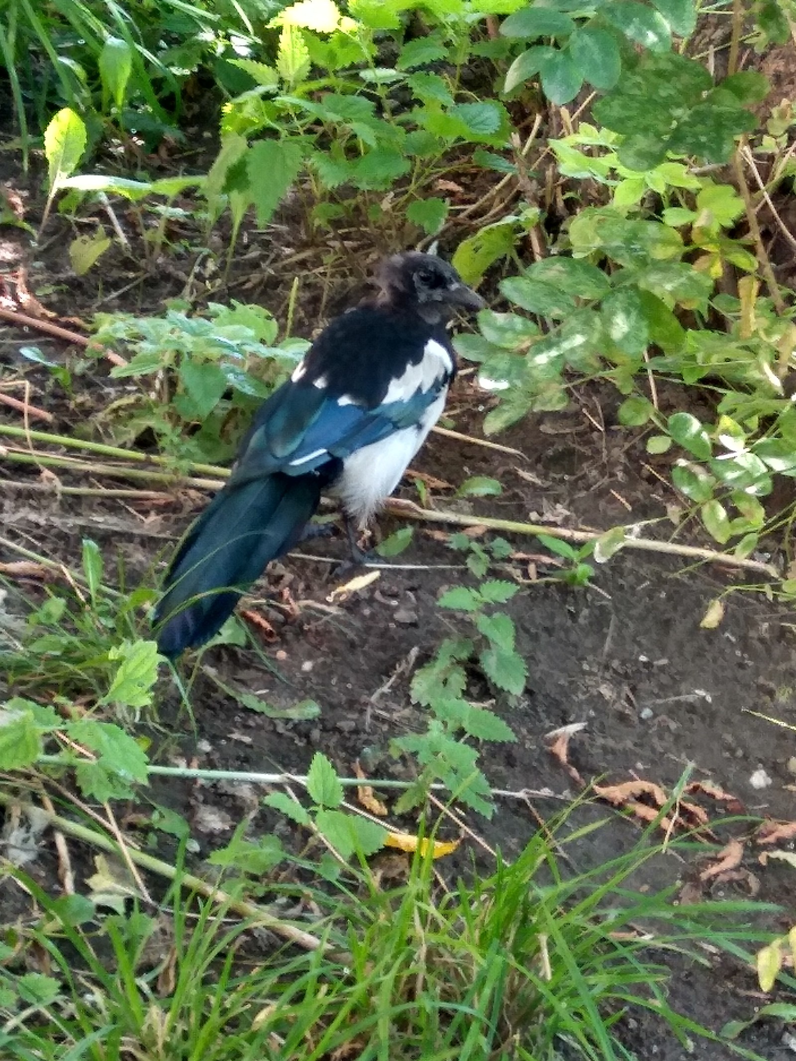 unknown bird - My, What kind of bird?, The photo, Longpost