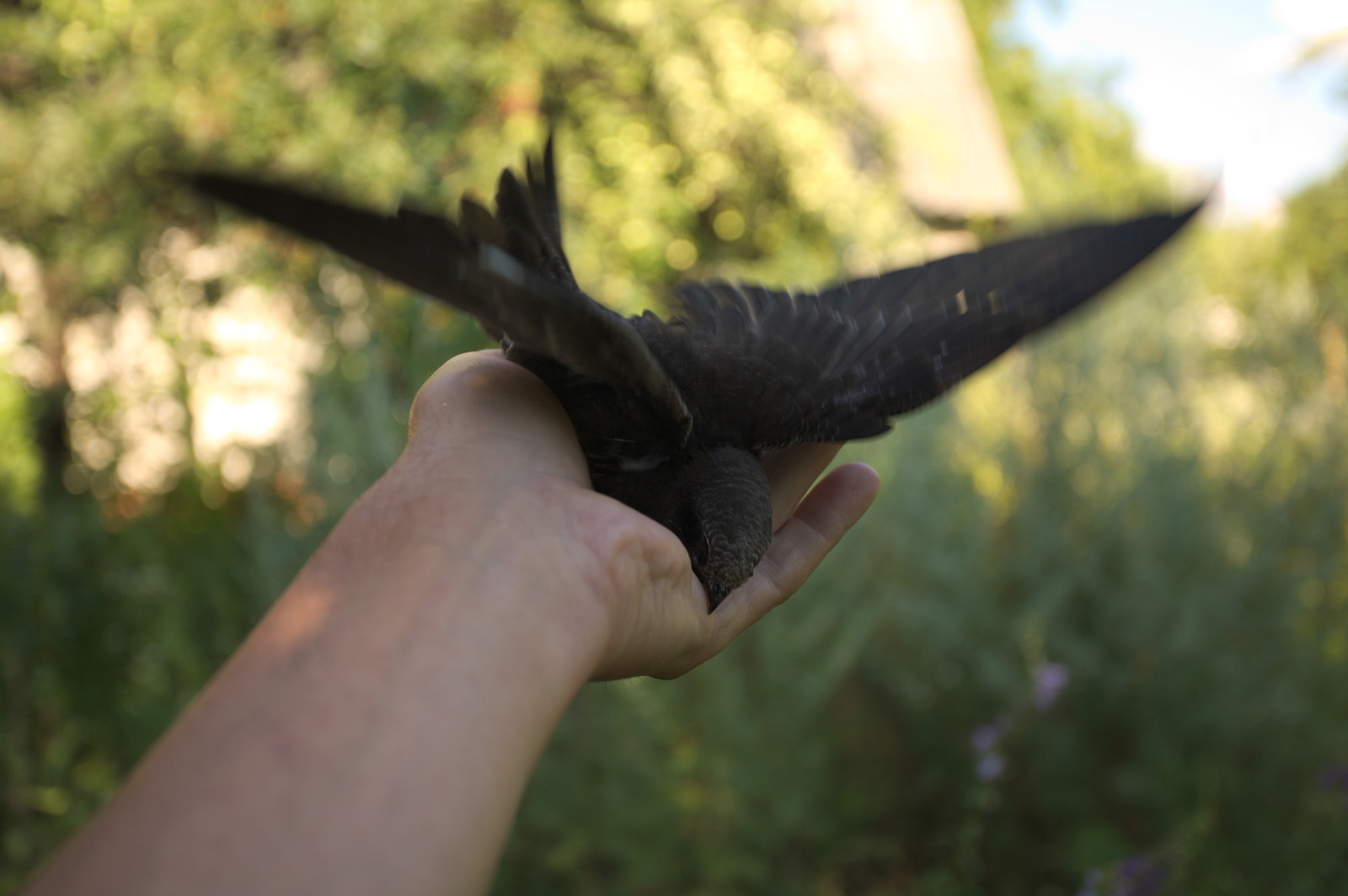 35 days with a haircut, or Luchik and others. - My, Swift, Birds, Black Swift, Apus apus, Growth, The photo, Longpost, Feeding