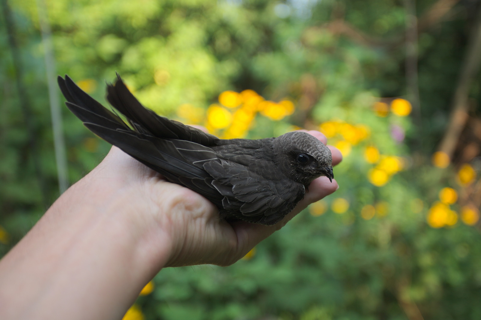 35 days with a haircut, or Luchik and others. - My, Swift, Birds, Black Swift, Apus apus, Growth, The photo, Longpost, Feeding