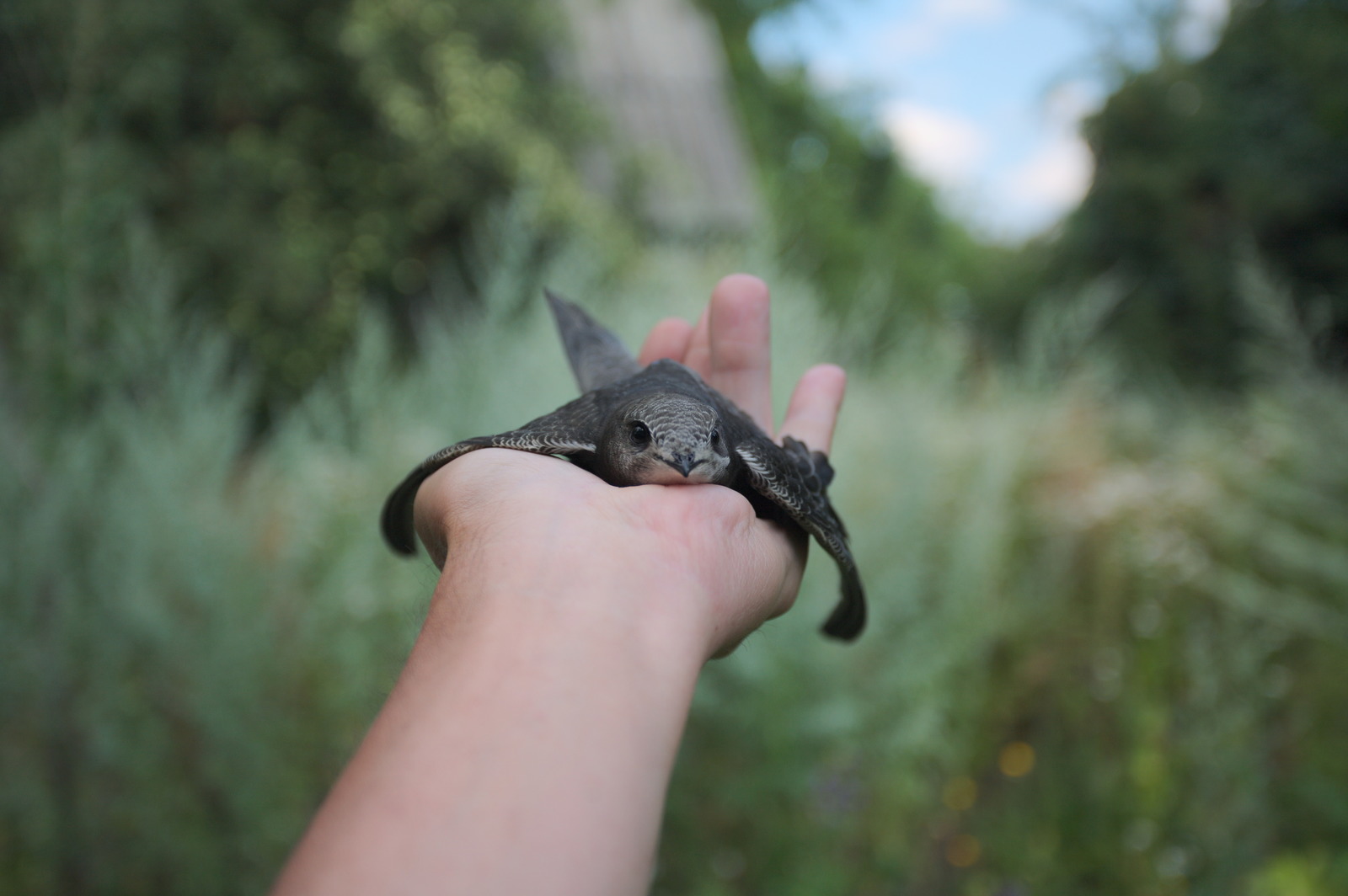 35 days with a haircut, or Luchik and others. - My, Swift, Birds, Black Swift, Apus apus, Growth, The photo, Longpost, Feeding