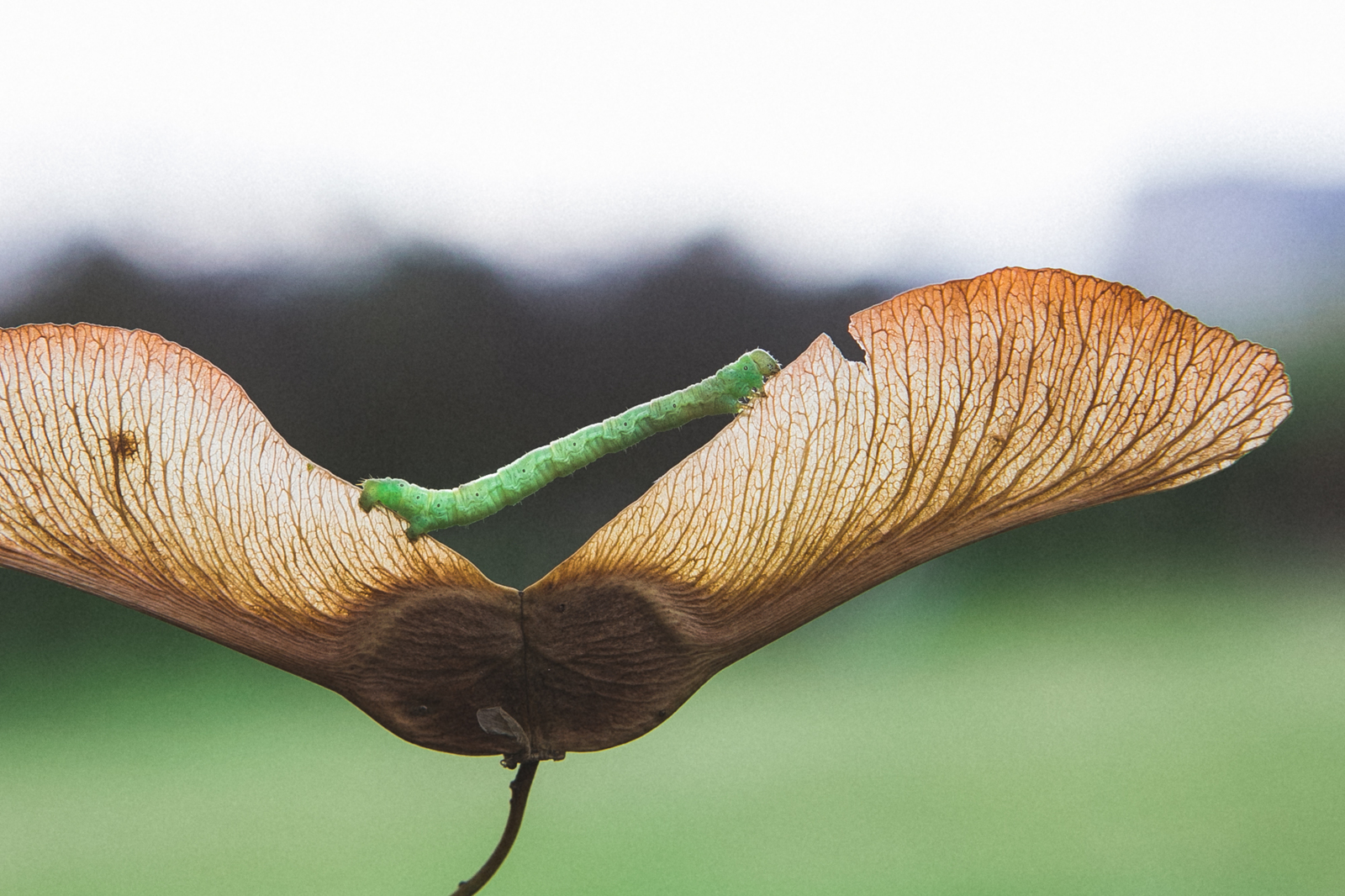 Caterpillar - My, Caterpillar, Nature, Longpost