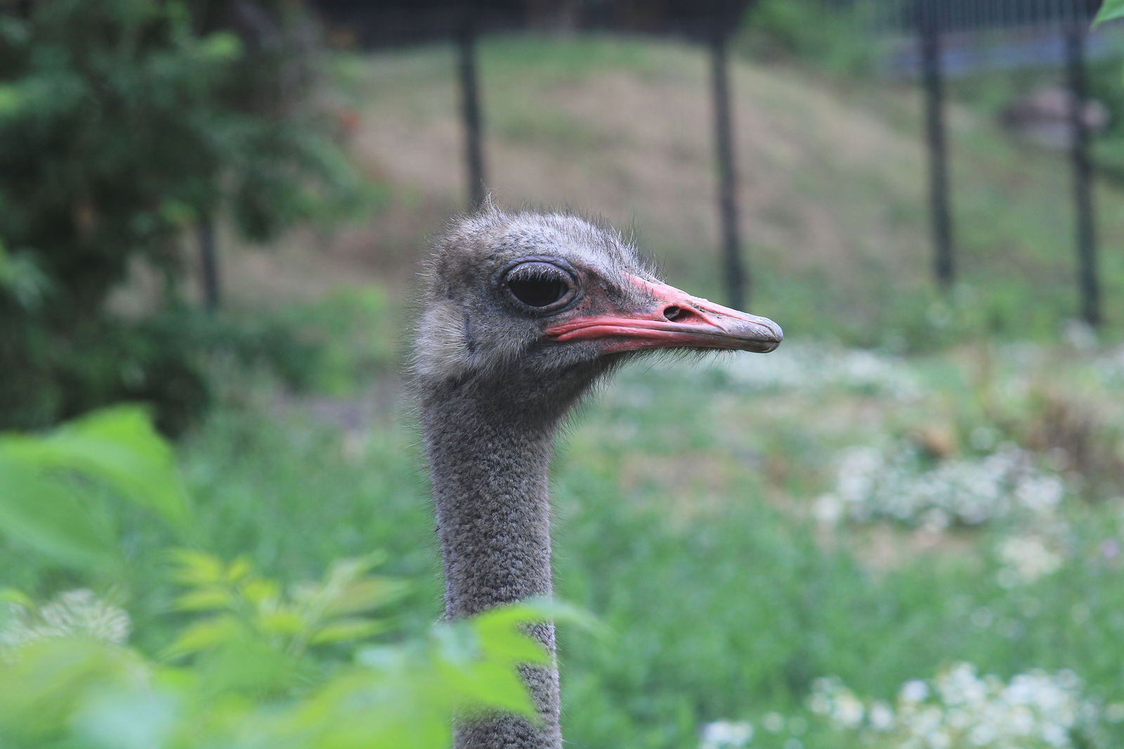 About the attack of an ostrich on a person. - My, Penza Zoo, Ostrich, , Black PR, Video, Longpost