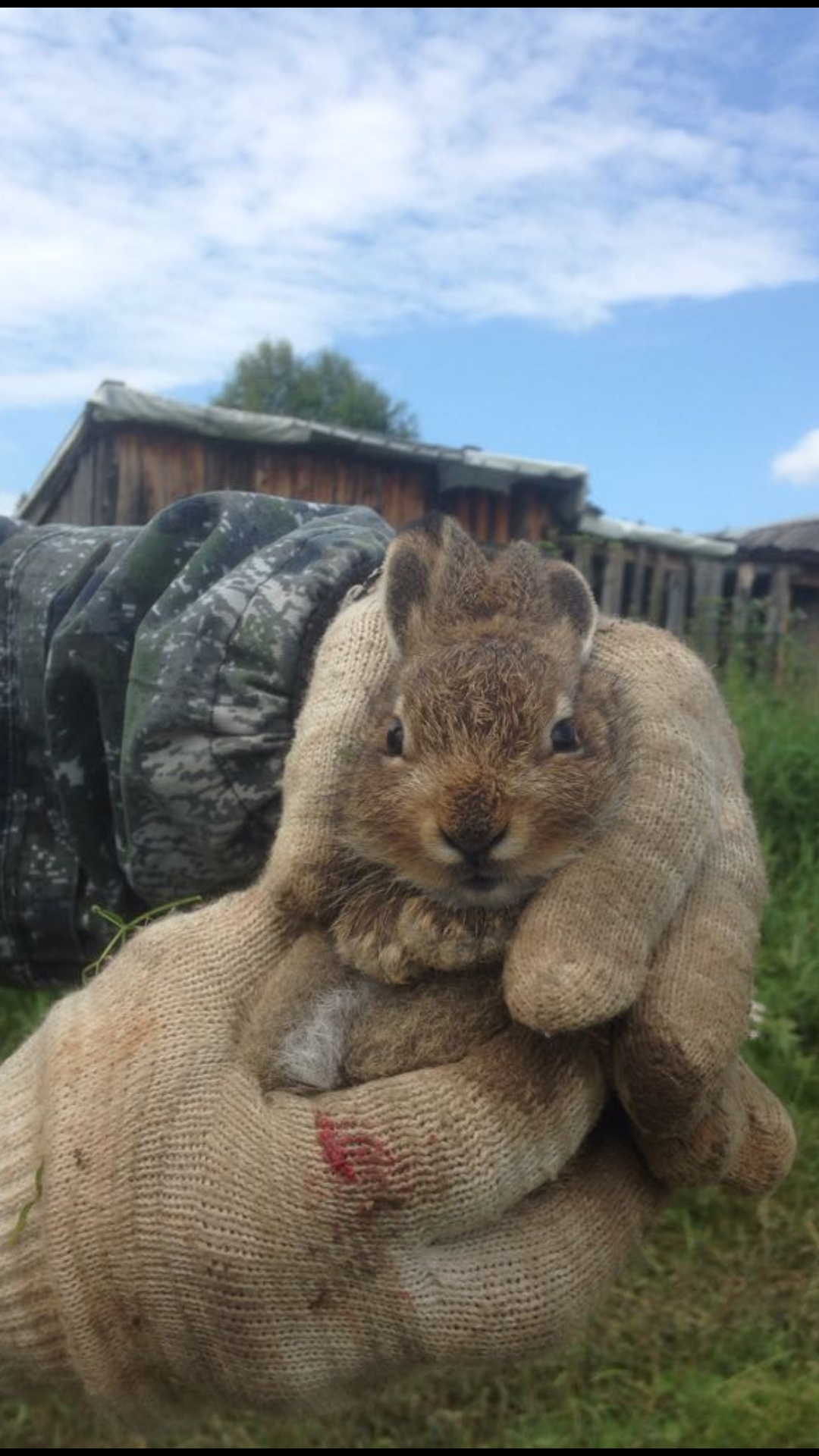 Your face when you came to eat carrots - Carrot, , Hare, Thief, Animals, The photo, Red-handed