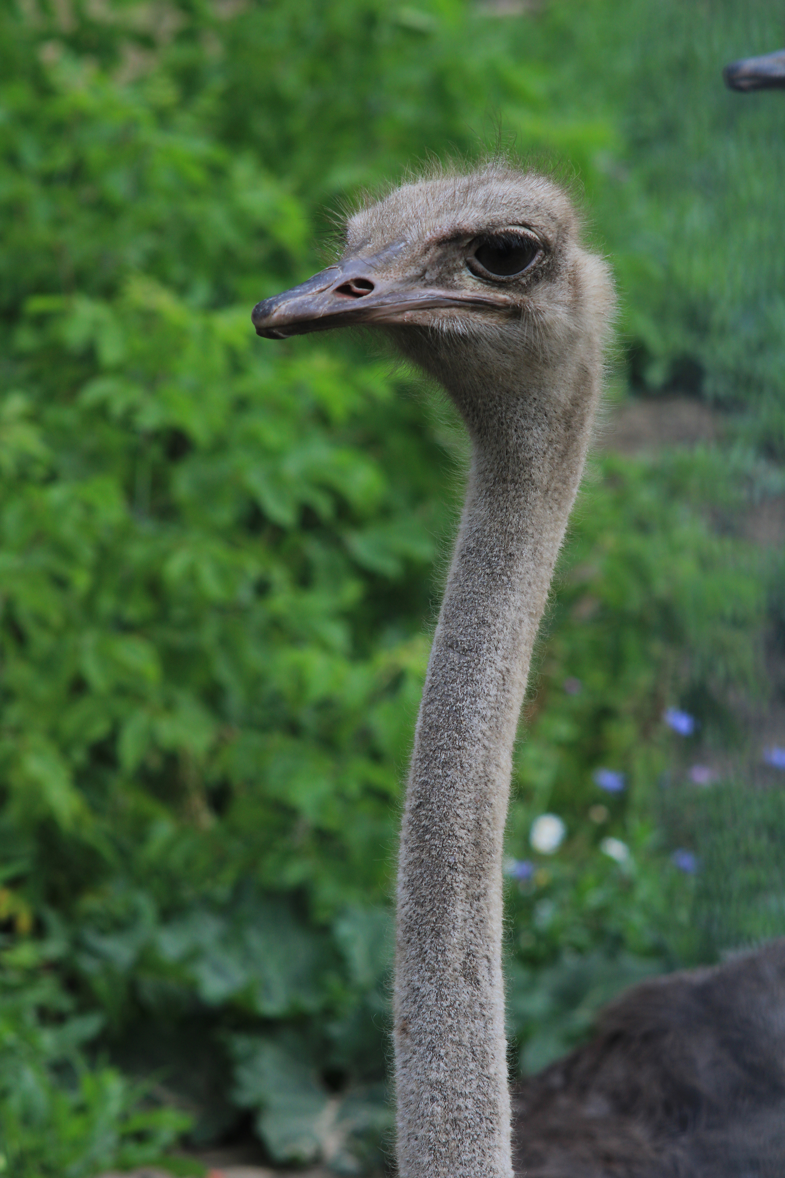 About the attack of an ostrich on a person. - My, Penza Zoo, Ostrich, , Black PR, Video, Longpost