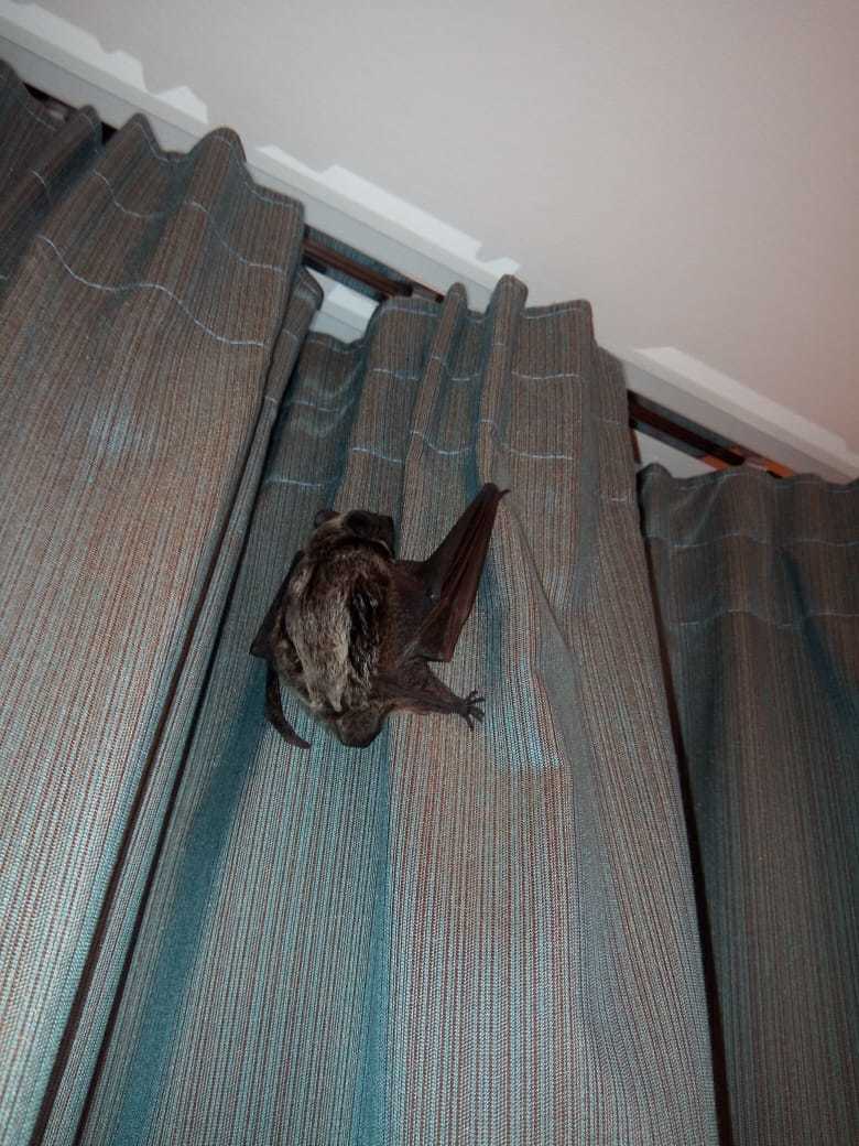 Unexpected guest)) - My, Bat, Neighbours, Uninvited guests, Animals, Longpost