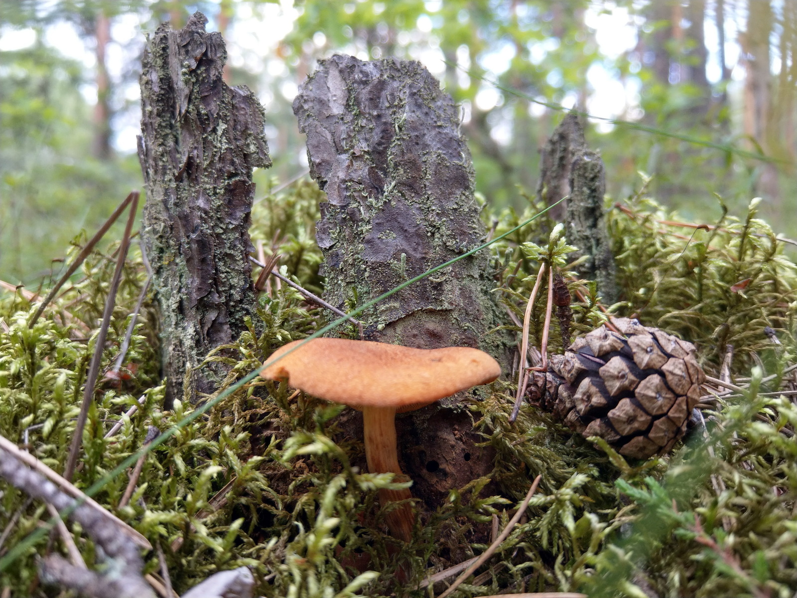 Walk in the July forest - My, cat, Forest, Animals, beauty of nature, Bobtail, Mushrooms, Nature, Longpost