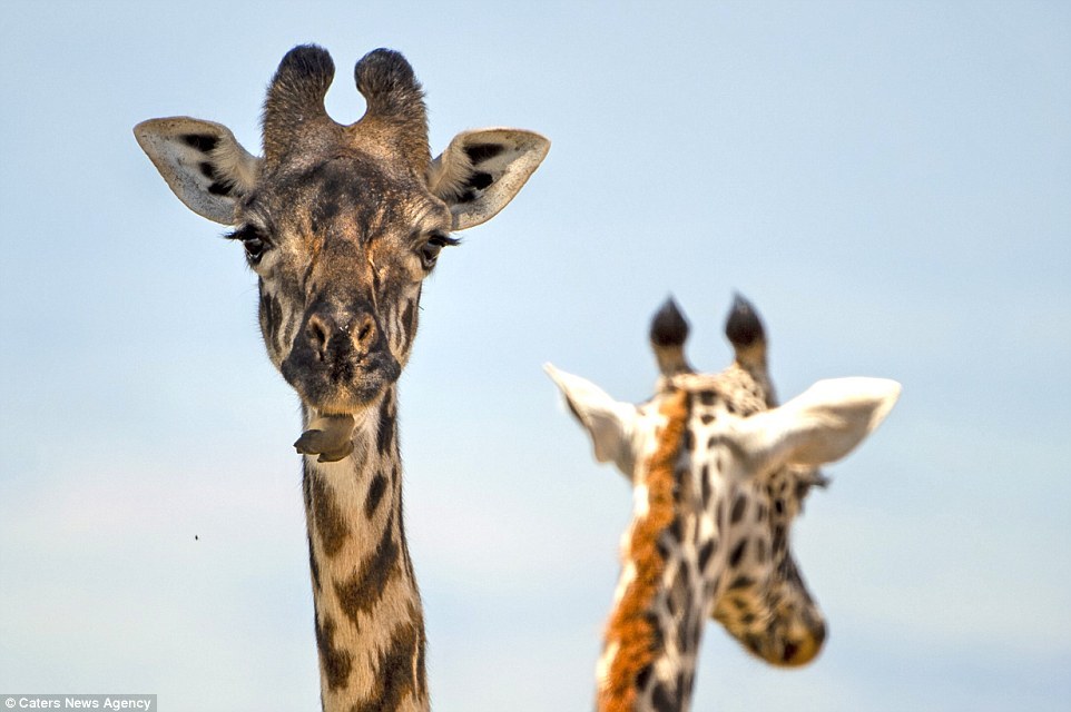 Service - Africa, Tanzania, Animals, Giraffe, Birds, Starling, Longpost