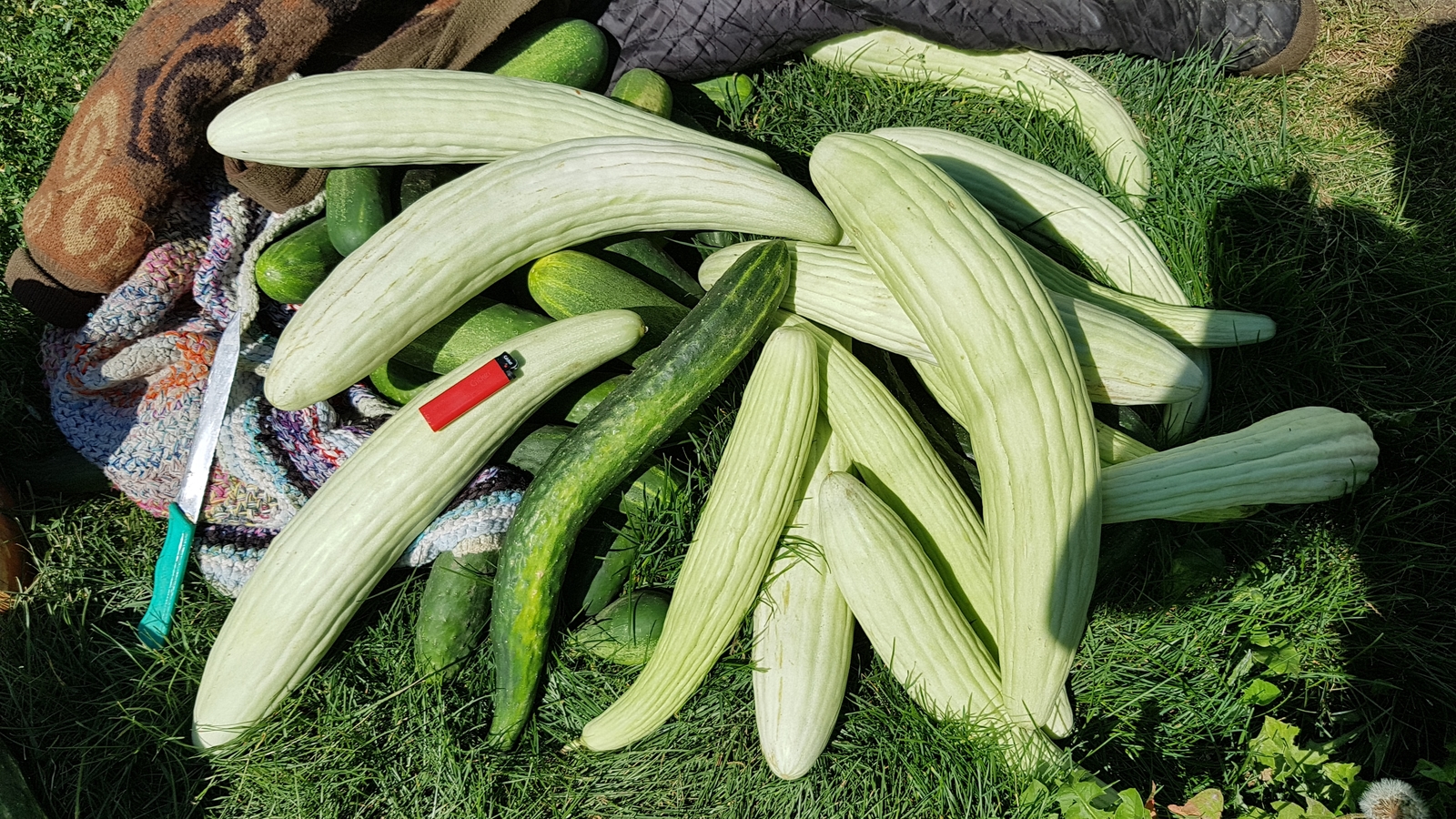 Chinese cucumbers - My, Cucumbers, , The size, Vegetables