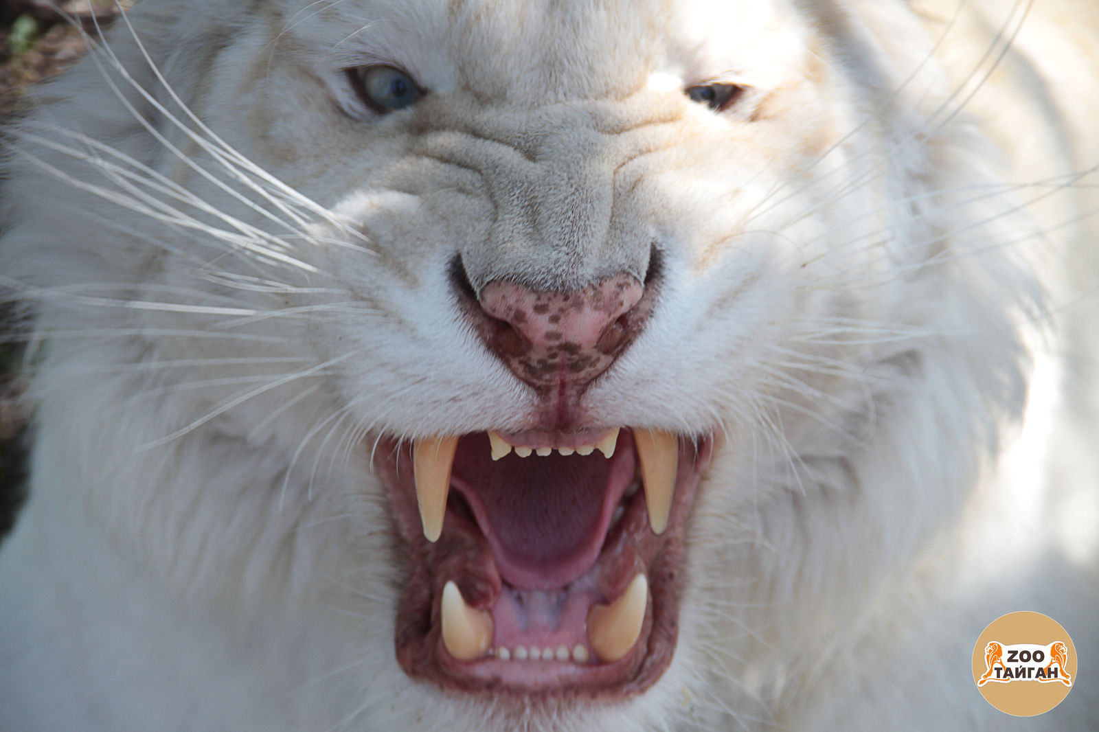 Big white cat :) - My, Tiger, Big cats, cat, , Taigan Lions Park, Zoo, Crimea