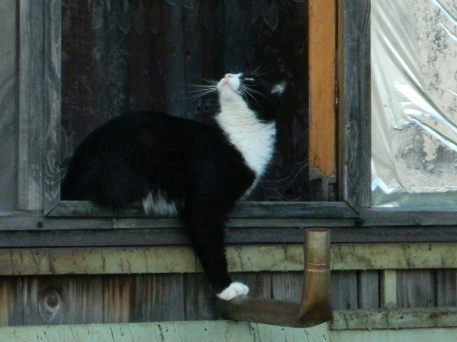 Find a photographer. - My, cat, Catomafia, Balcony, View from the window, Longpost