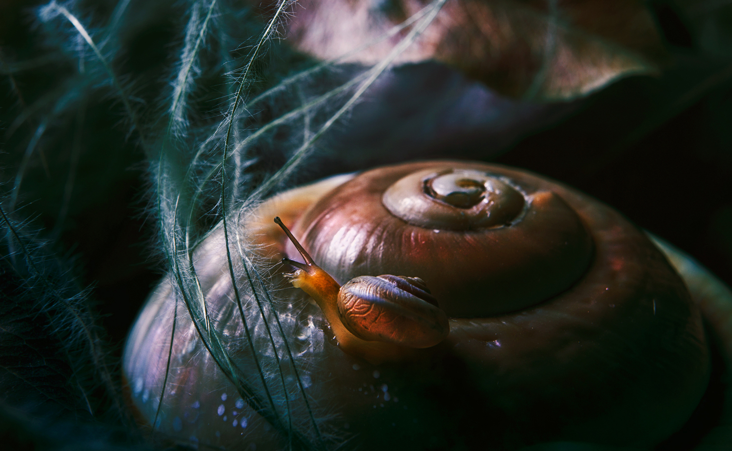 Mother of snails =) - this is what my friend calls me for my love for snails - My, The photo, Creative, Snail, Macro, , Longpost, Canon, Macro photography