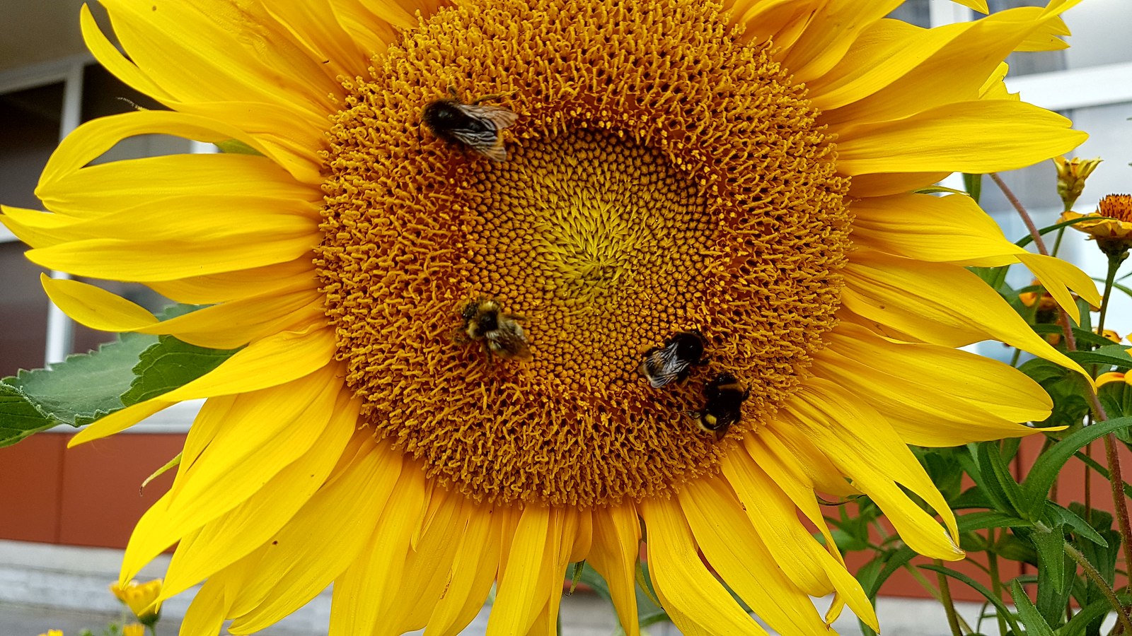 Teamwork - My, Bumblebee, Butterfly, Sunflower, The photo, Work, Nature