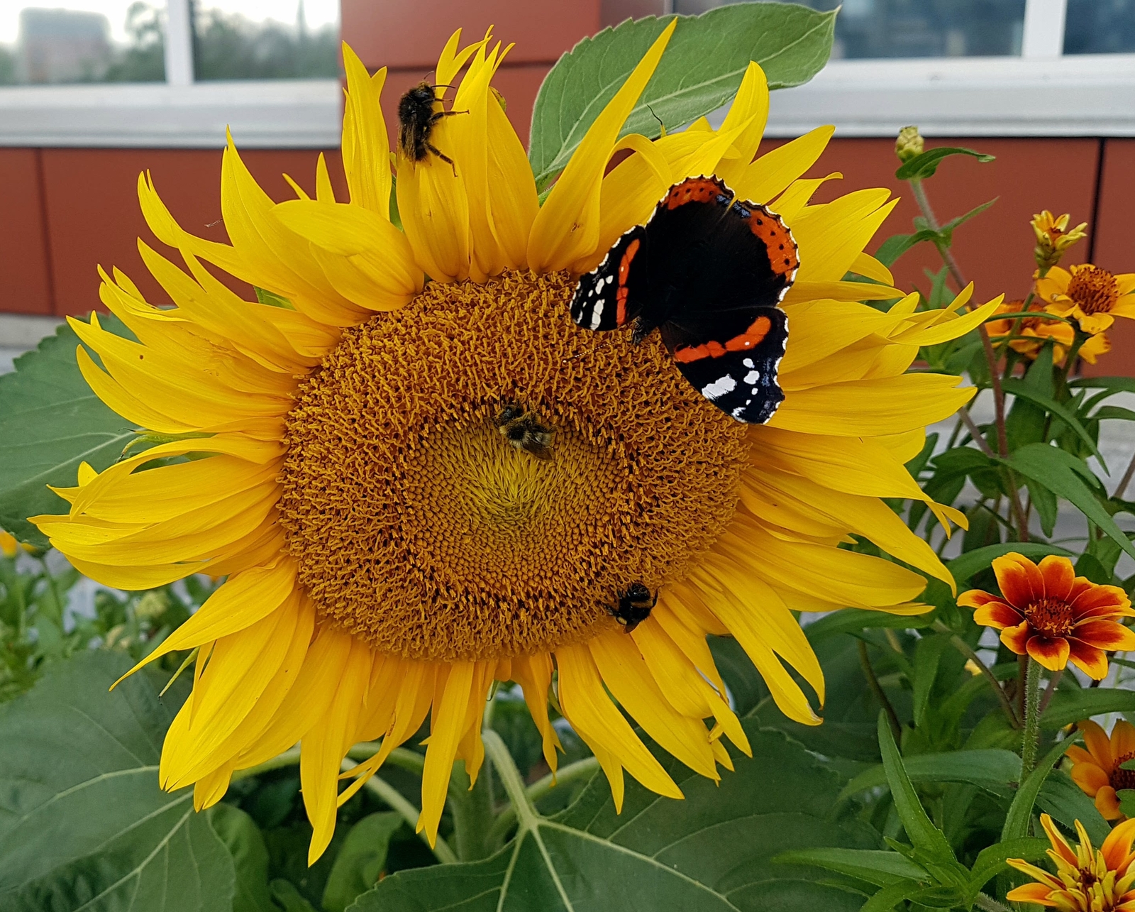 Teamwork - My, Bumblebee, Butterfly, Sunflower, The photo, Work, Nature