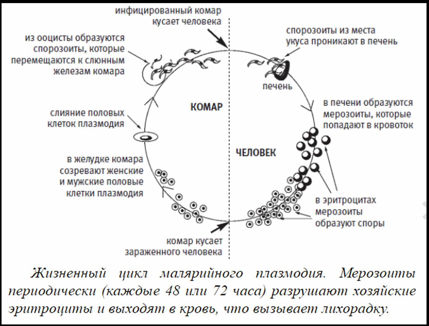 Возникновении малярии. Схема цикла малярного плазмодо. Цикл развития малярийного плазмодия в Комаре. Цикл развития малярийного пл. Цикл развития малярийного плазмолиза схема.