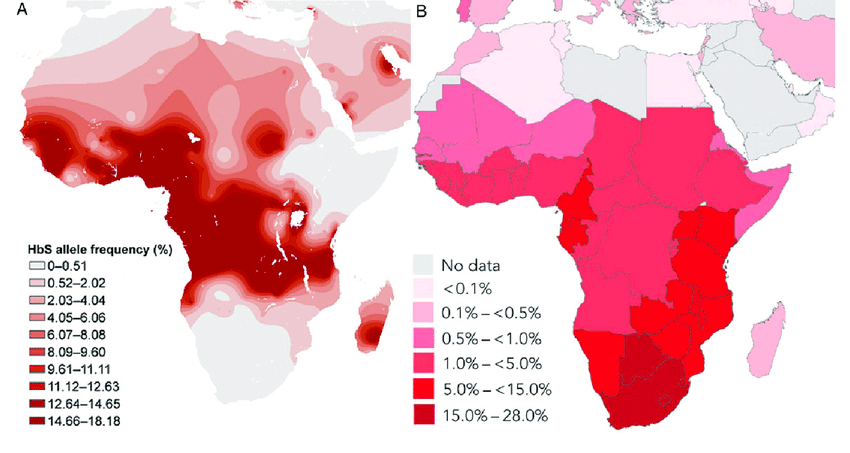 Малярия распространена. Карта распространения серповидноклеточной анемии. Серповидноклеточная анемия распространение. Карта малярии в Африке. Серповидноклеточная анемия распространенность.
