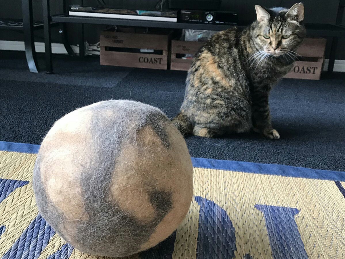 The cat does not like the strange ball - cat, Wool, Ball, Reaction