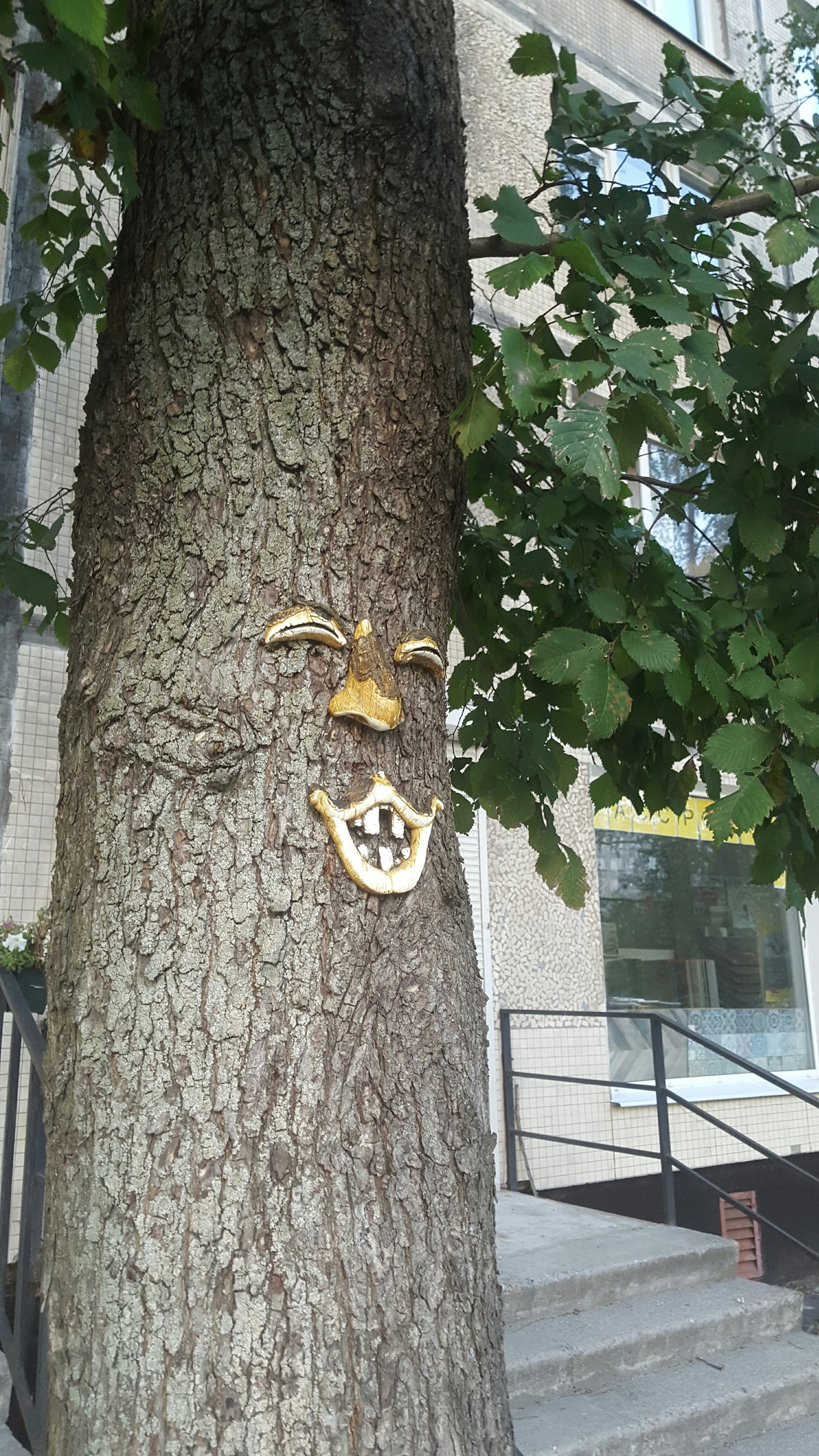 gull tree - My, Nature, Tree, St. Petersburg walks, Saint Petersburg, Longpost