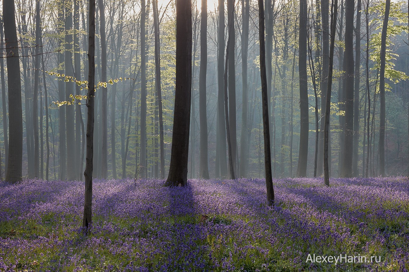 Сиреневый лес в Бельгии
