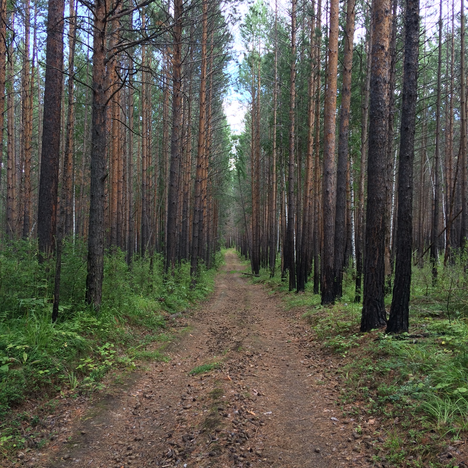 Quiet hunting in the Baikal region. - My, Berries, Mushrooms, Silent hunt, Siberia, Irkutsk region, Forest, Horses, Longpost