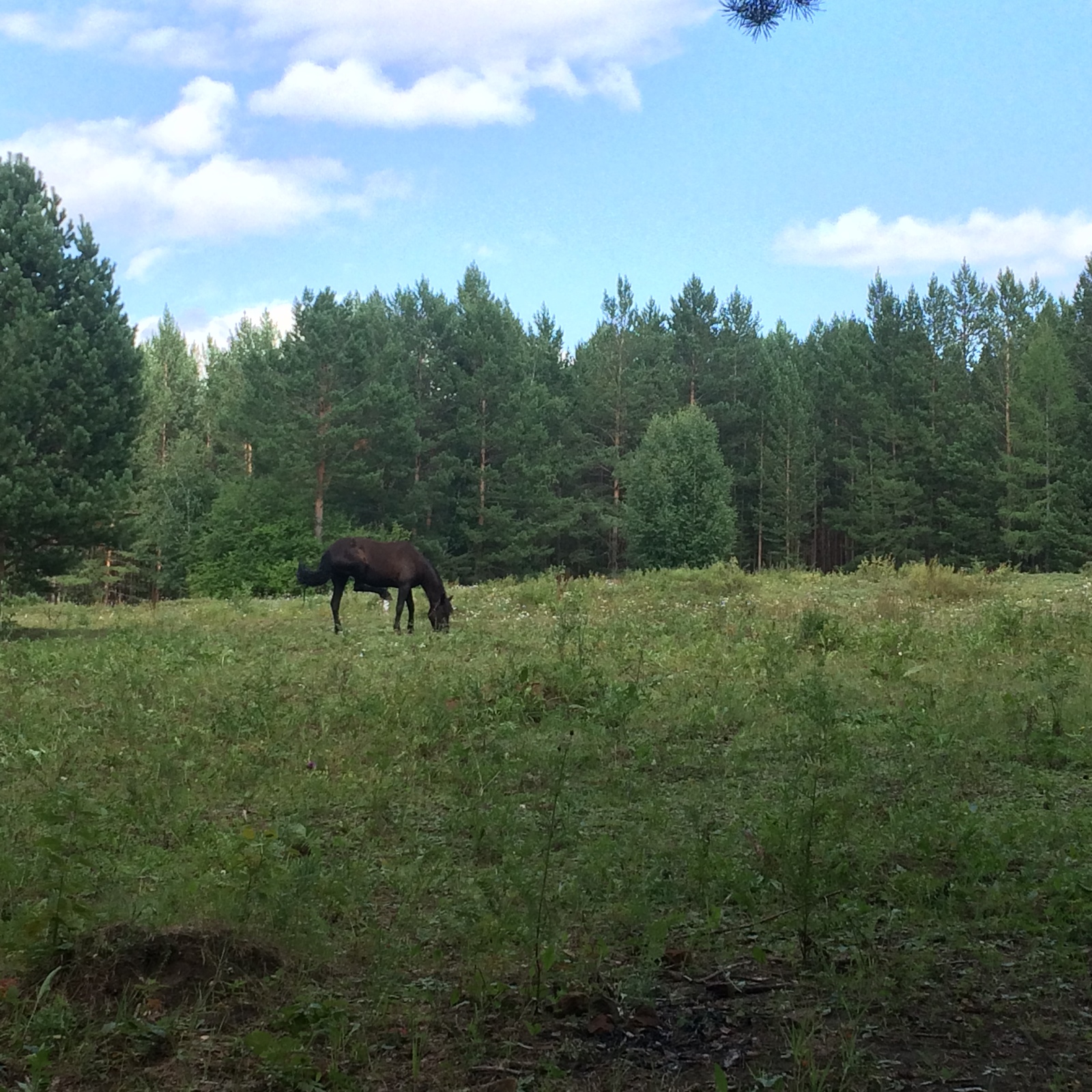 Quiet hunting in the Baikal region. - My, Berries, Mushrooms, Silent hunt, Siberia, Irkutsk region, Forest, Horses, Longpost