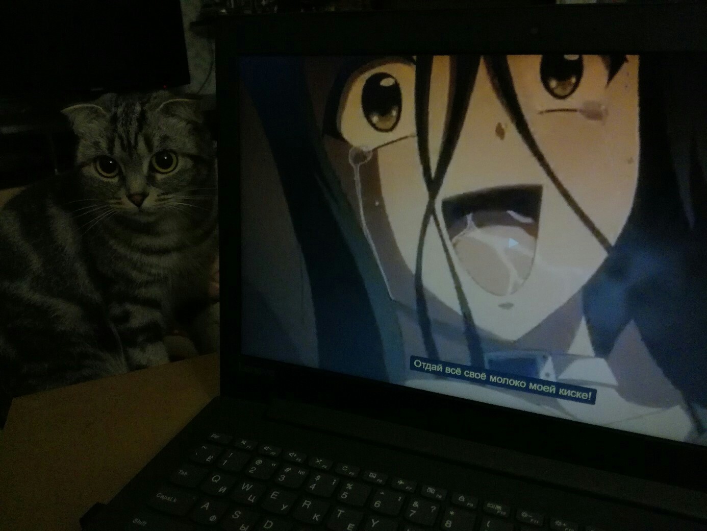 Oh yeah - Anime, , cat