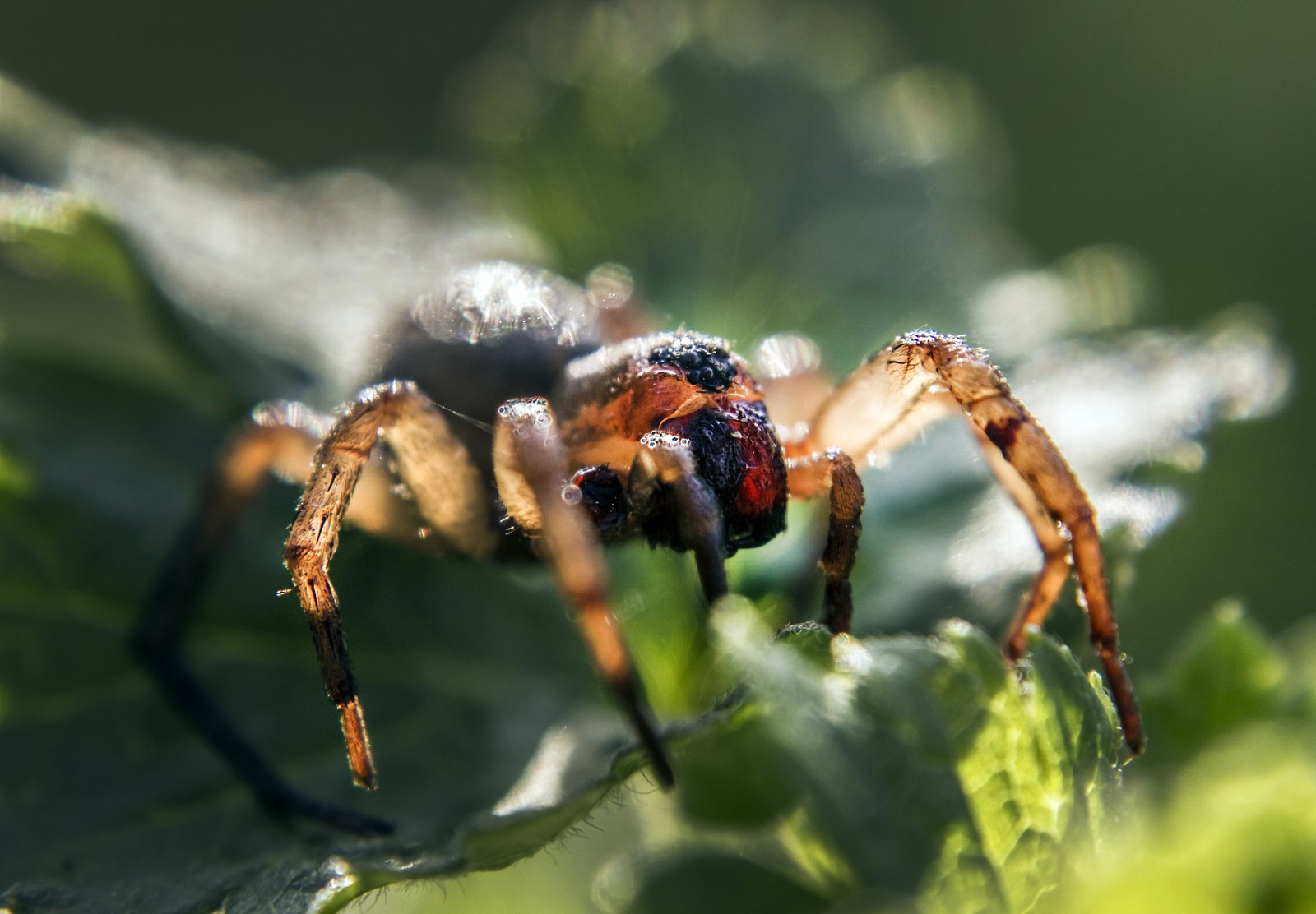 Basking in the sun - My, Spider, The photo, Macro photography, Macrohunt