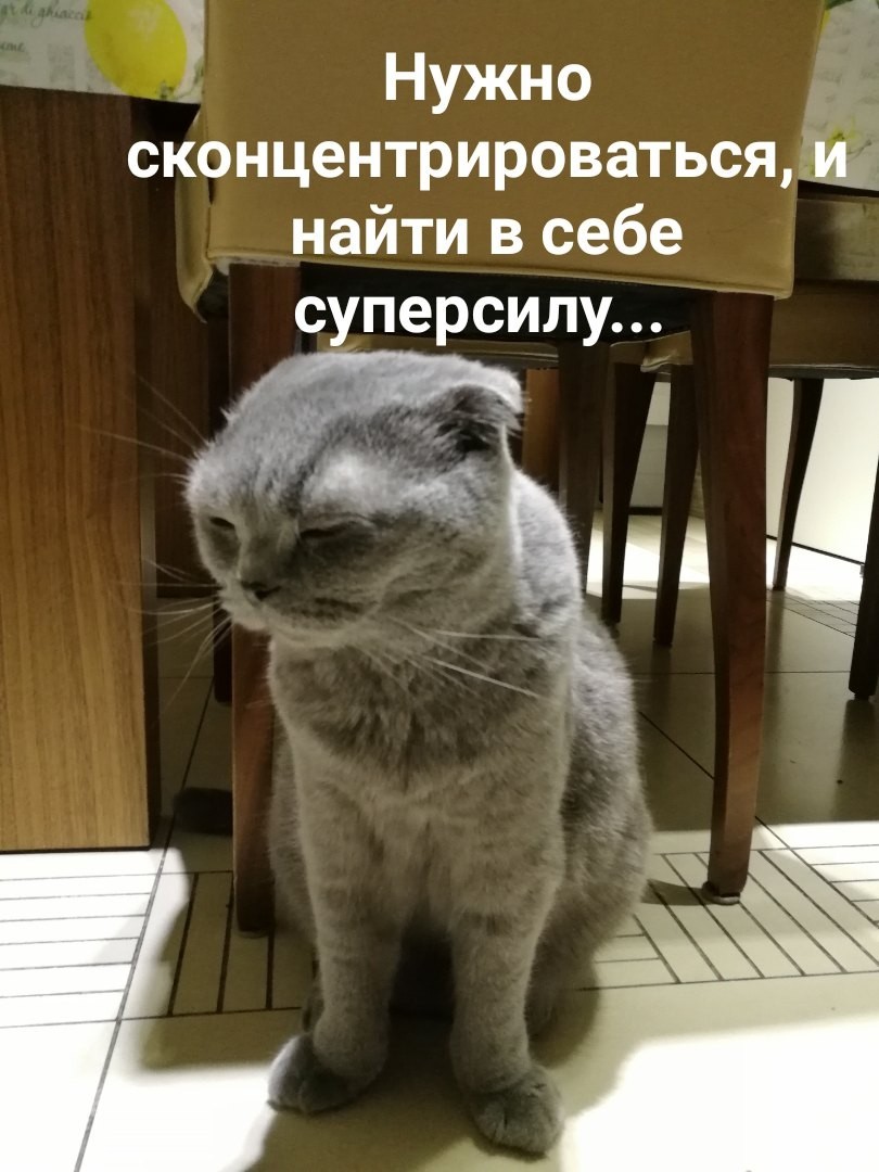 Emotional meme cat - My, cat, Animals, Pets, My, Memes, In case of important negotiations, Humor, Funny, Longpost