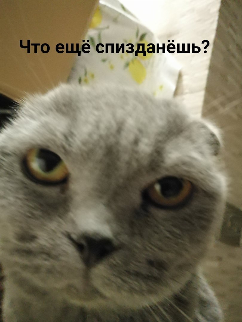 Emotional meme cat - My, cat, Animals, Pets, My, Memes, In case of important negotiations, Humor, Funny, Longpost