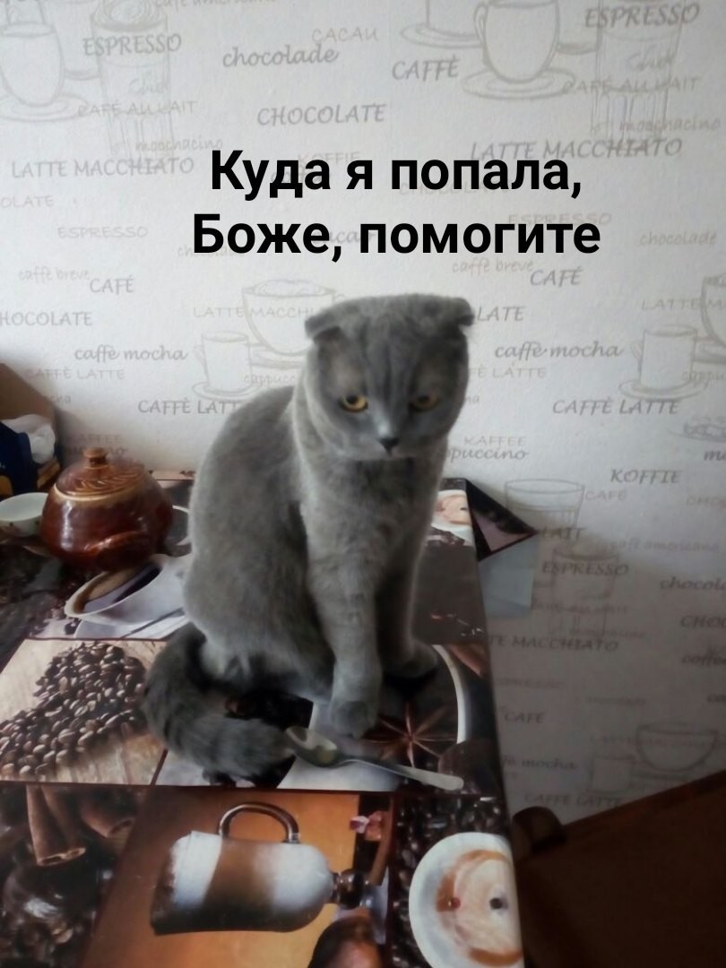 Эмоционально-мемасная кошка - Моё, Кот, Животные, Домашние животные, Моё, Мемы, На случай важных переговоров, Юмор, Смешное, Длиннопост