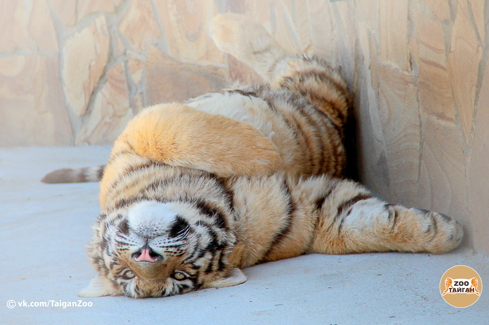 Cat vacation. - My, Taigan Lions Park, Zoo, , Crimea, Tiger, cat