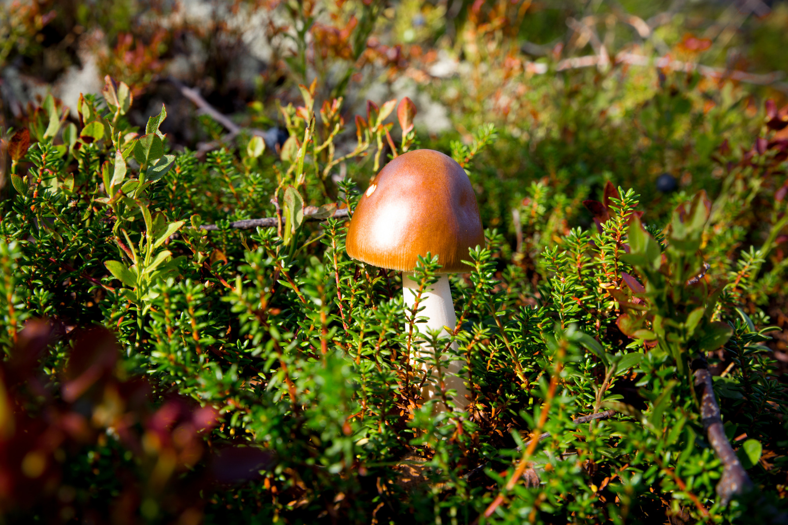 A little bit of the north is in your feed - My, North, Nature, Murmansk, Video, Longpost, Mushrooms, Berries